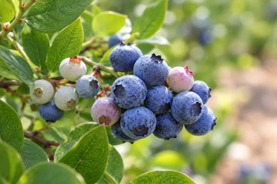 Planta de mirtilo com frutos em diferentes estágios de maturação